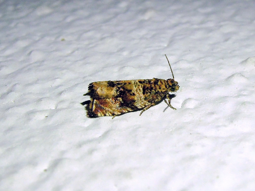 Tortricidae: Celypha flavipalpana